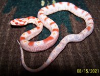 5 Female FS 8-15-21.jpg