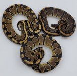 1.2 Double Het Puzzle Pied.jpg