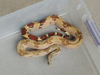 DSCN6178.2.jpg
