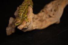 _MG_7899.jpg