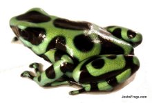 costa_rican_auratus_side_2.jpg
