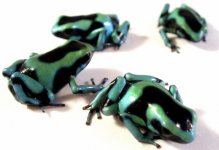 dendrobatesauratuscostaricangreenandblackjoshsfrogsfrogletsbabypoisondartfrogs_1.jpg