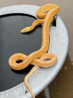 retic.jpg