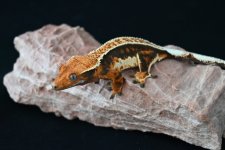 DSC_0548.jpg