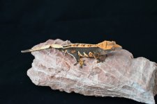 DSC_0166.jpg