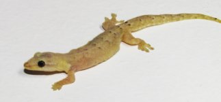 mourning gecko large copy.jpg