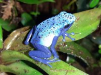 tinctank_azureus_2.jpg