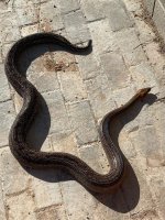 IMG_0349.jpg