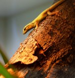 DSC_0036.jpg