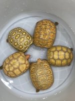 Hypo redfoots.jpg