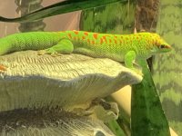 gecko1 (2).jpg