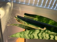 gecko2 (2).jpg