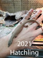 hatchling1.jpg