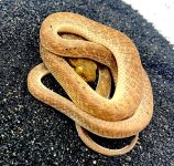 egyptian cat snake .jpg
