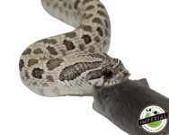 axanthic-hognose-snake-for-sale.jpg