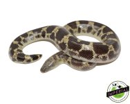 saharan-sand-boa-for-sale.jpg