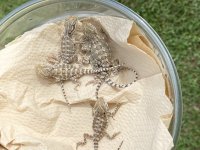 IMG_1807.jpg