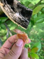 albino chinese softshell 2021.jpg