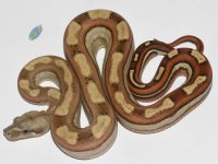 1.0 KWJungleMotleyhet albino 2 sale.jpg