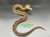 1.0 KWJungleMotleyhet albino sale.jpg