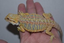Citrus Tiger Hypo Male 4.jpg