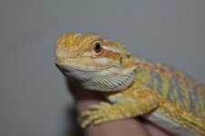 Citrus Tiger Hypo Male 4...jpg