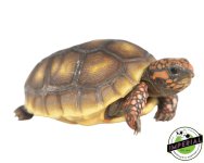 red-foot-tortoise-for-sale.jpg