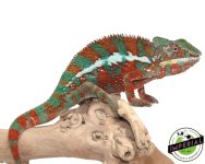ambilobe-panther-chameleon-301-for-sale.jpg