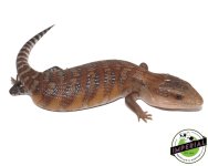 northern-blue-tongue-skink-s2101.jpg