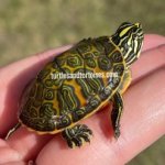 High Colored Florida Red Belly Turtles (Pseudemys nelsoni) CB 2021 - Copy.jpeg