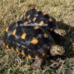 Northern Red Foot Tortoises (Chelonoidis carbonaria) 1.jpeg