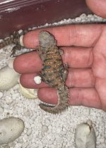 baby ocellata.JPG