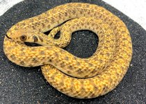 Egyptian False Cobra .jpg