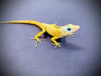 anole.jpg