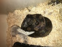 leopard boa male1.jpg