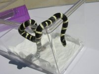 2021 29Palms het brant male 4.jpg