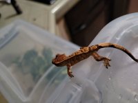 gecko1.jpg