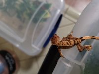 gecko2.jpg