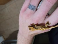 gecko4.jpg