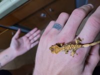 gecko 3.jpg