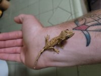 gecko 5.jpg