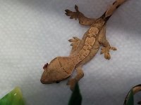 gecko5.jpg