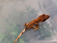 gecko6.jpg