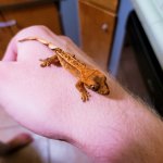 gecko7.jpg