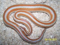 KD Stock Female 8-21.jpg