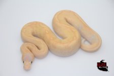 BananaChampagneShatterM9022101-90g.jpg
