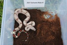 Male #1 - 3.jpg