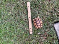 tiny guy-1.jpg