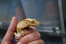 DSC_0038.jpg