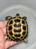 russian tortoise.jpg